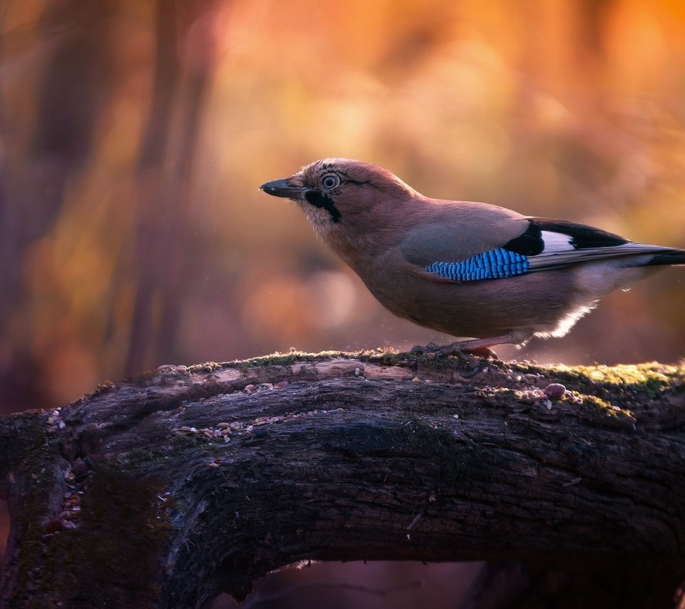 Обои свет, ветка, дерево, птица, боке, сойка, light, branch, tree, bird, bokeh, jay разрешение 1920x1080 Загрузить