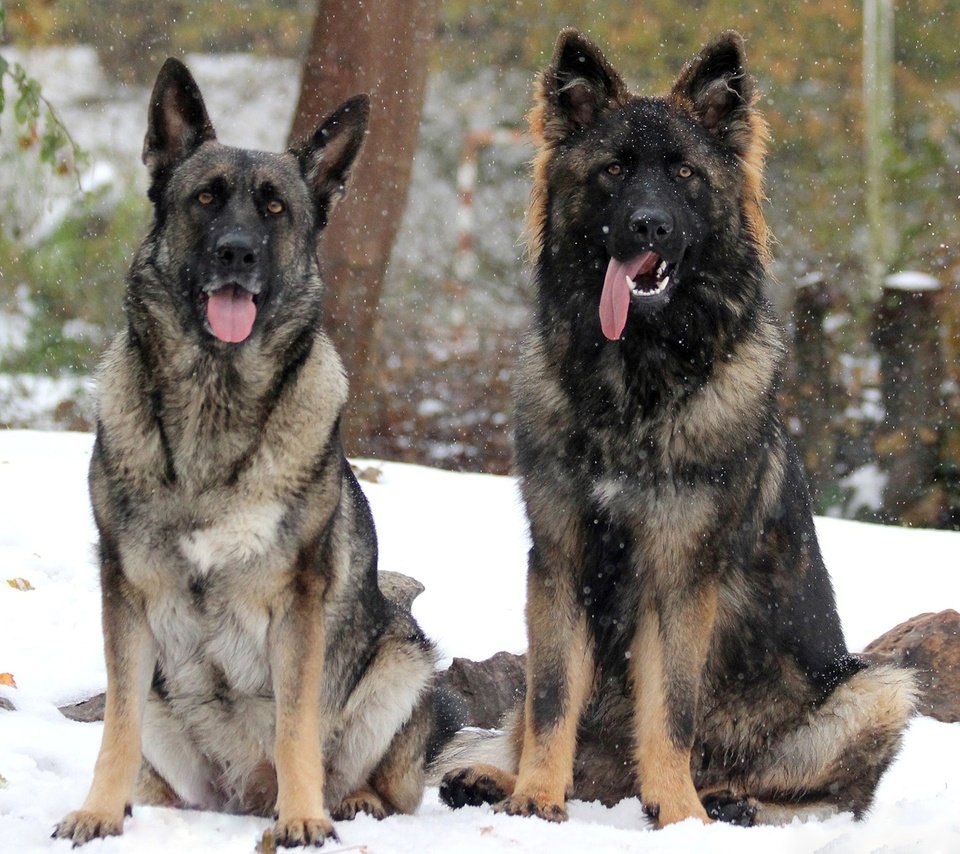 Обои снег, зима, собаки, немецкая овчарка, овчарки, snow, winter, dogs, german shepherd, shepherd разрешение 1920x1280 Загрузить