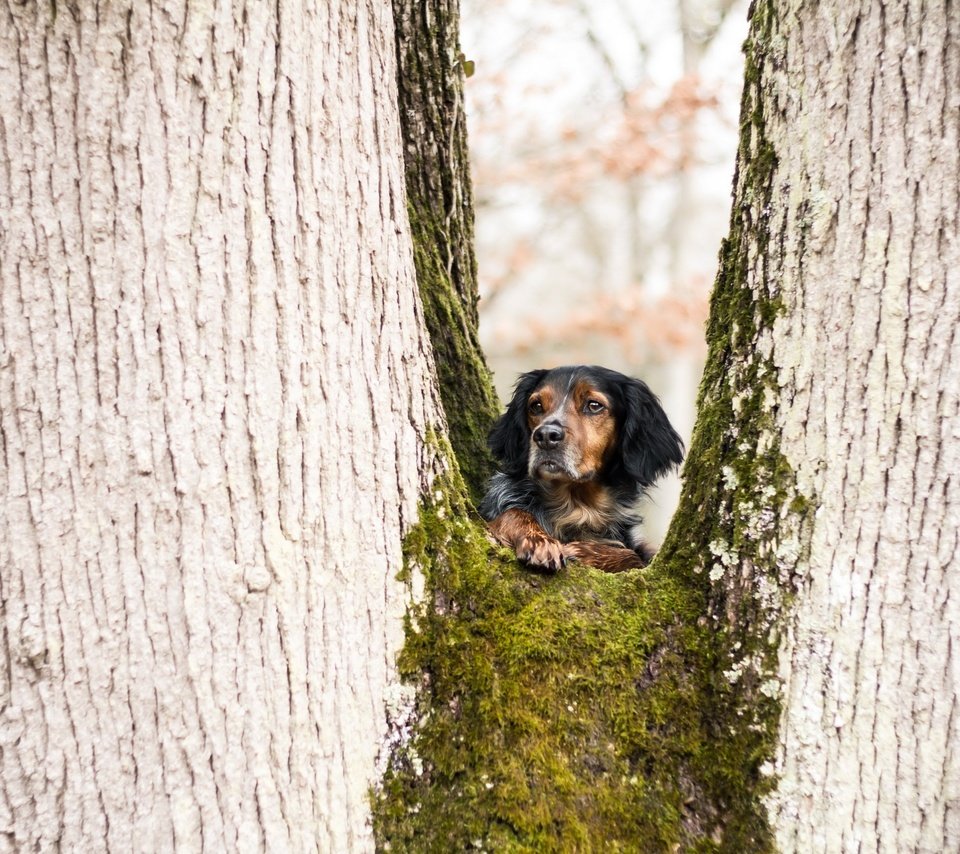 Обои дерево, взгляд, собака, juliette roux--merveille, tree, look, dog разрешение 2560x1707 Загрузить