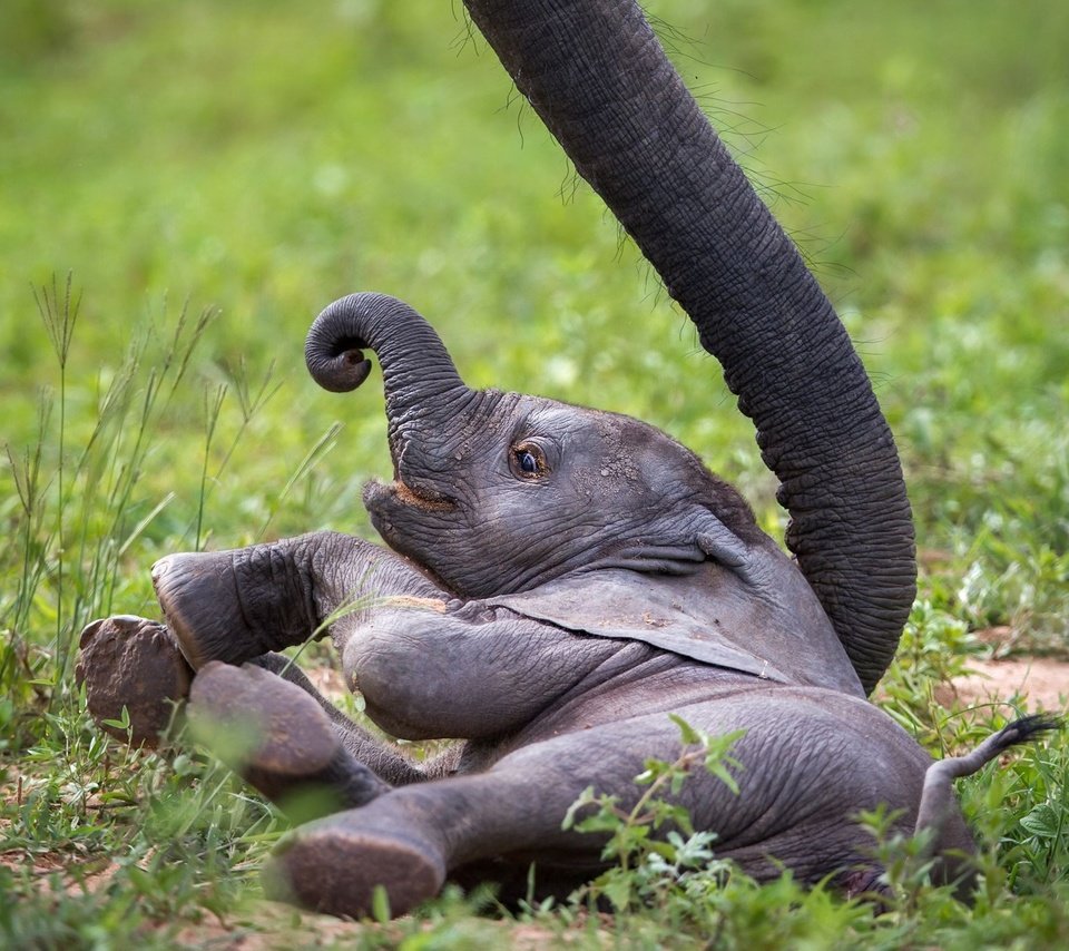 Обои слон, африка, хобот, слоненок, замбия, african wildlife, baby elephant, elephant, africa, trunk, zambia разрешение 1999x1346 Загрузить
