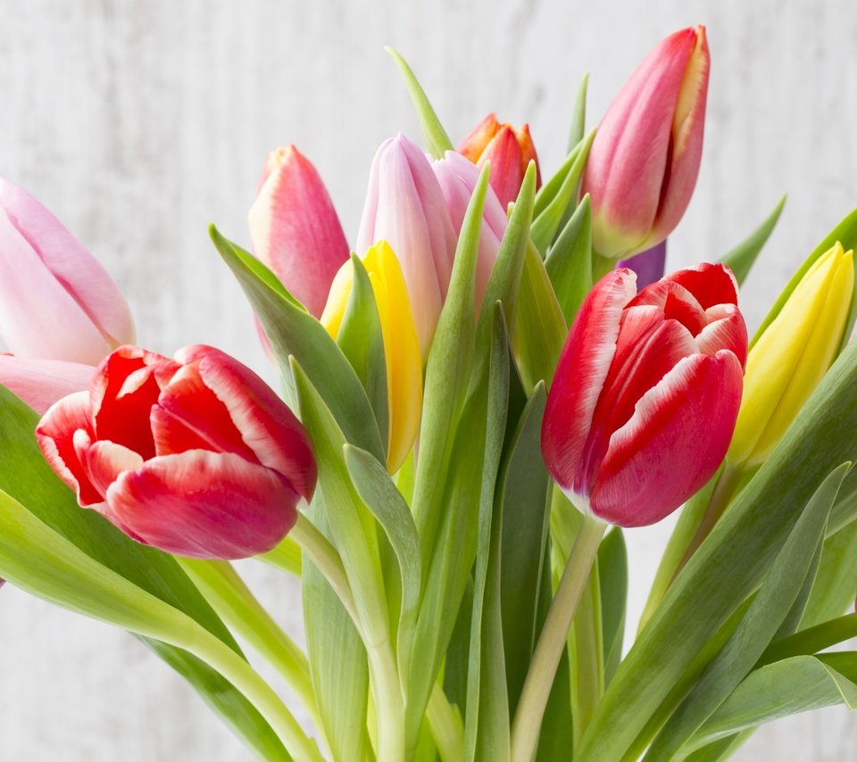 Обои цветы, букет, тюльпаны, дерева, красива, тульпаны,  цветы, парное, красочная, flowers, bouquet, tulips, wood, beautiful, fresh, colorful разрешение 4488x2454 Загрузить