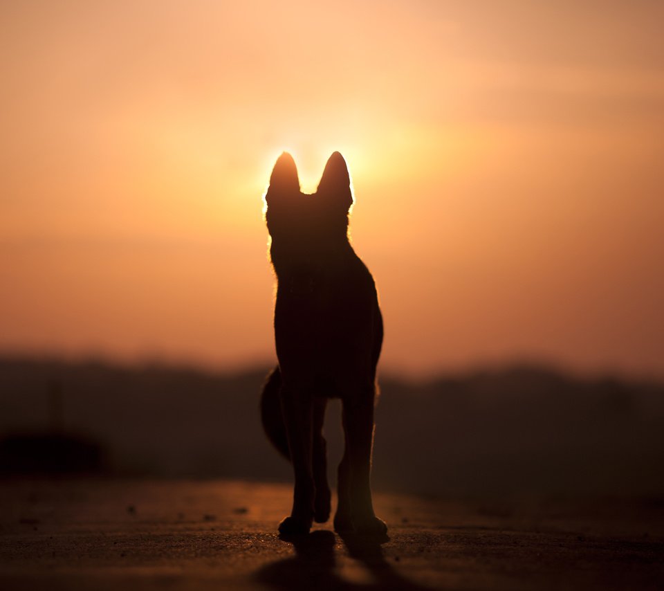 Обои закат, собака, силуэт, anjajuli, sunset, dog, silhouette разрешение 2880x1800 Загрузить