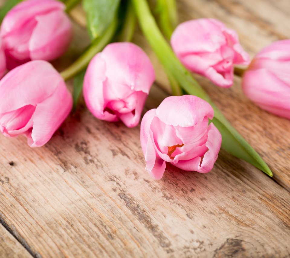 Обои цветы, пинк, букет, тюльпаны, розовые, дерева, красива, тульпаны,  цветы, парное, flowers, bouquet, tulips, pink, wood, beautiful, fresh разрешение 5054x3369 Загрузить