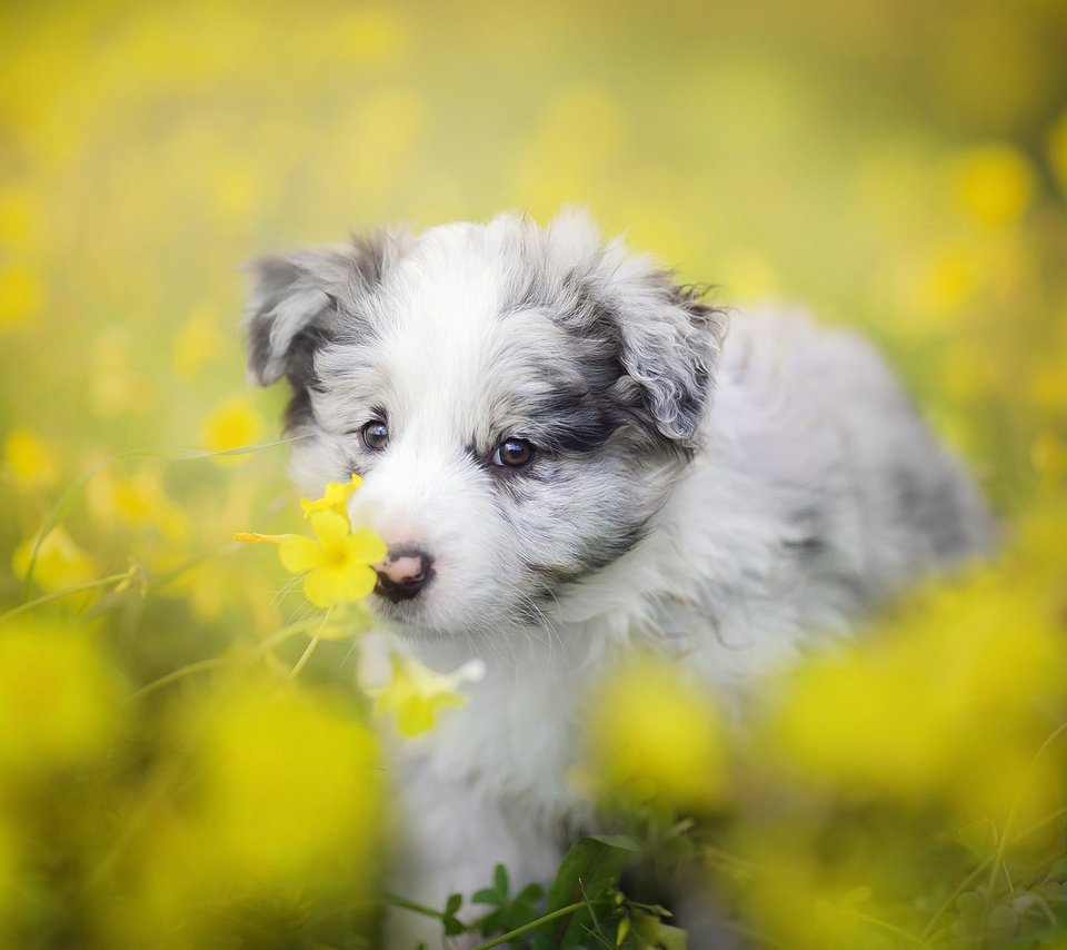 Обои цветы, собака, щенок, боке, бордер-колли, flowers, dog, puppy, bokeh, the border collie разрешение 2048x1365 Загрузить