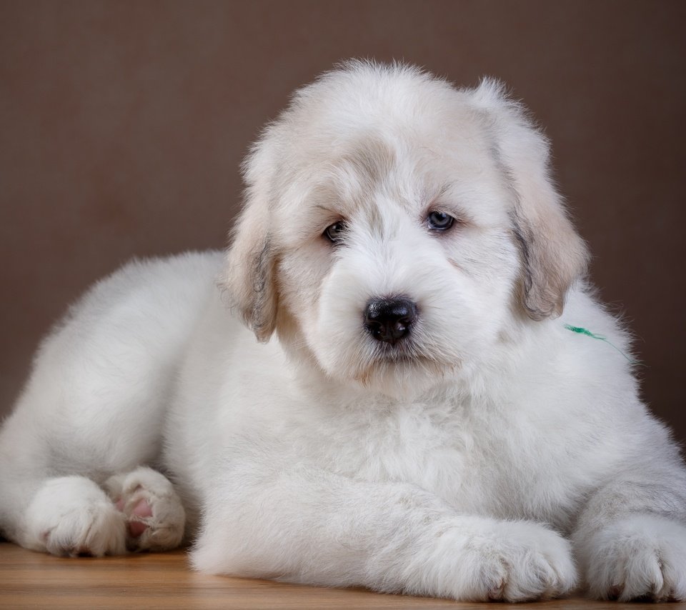 Обои шерсть, белый, собака, щенок, wool, white, dog, puppy разрешение 3000x1954 Загрузить