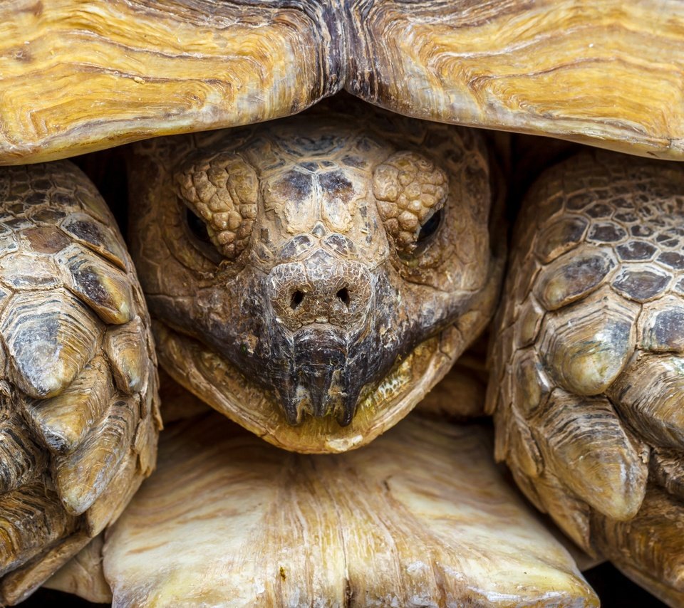 Обои макро, черепаха, панцирь, голова, пресмыкающееся, macro, turtle, shell, head, reptile разрешение 2880x1816 Загрузить