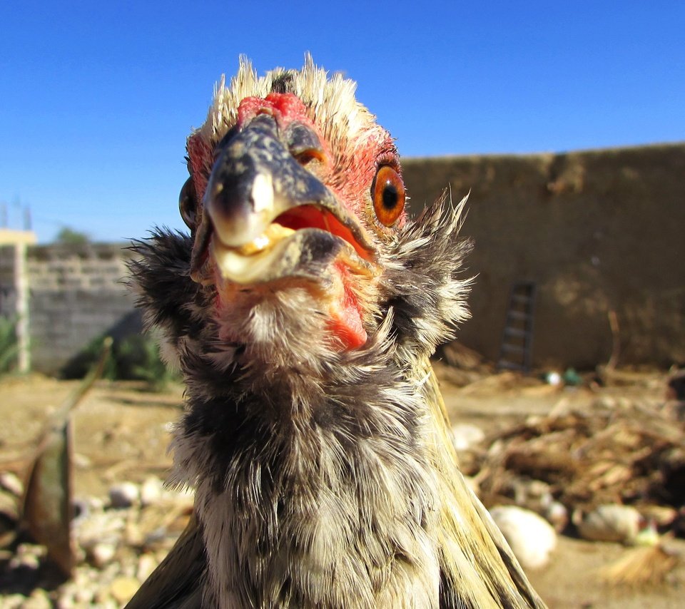 Обои небо, птица, курица, голубое небо, птаха, куриное мясо, the sky, bird, chicken, blue sky разрешение 3000x1687 Загрузить