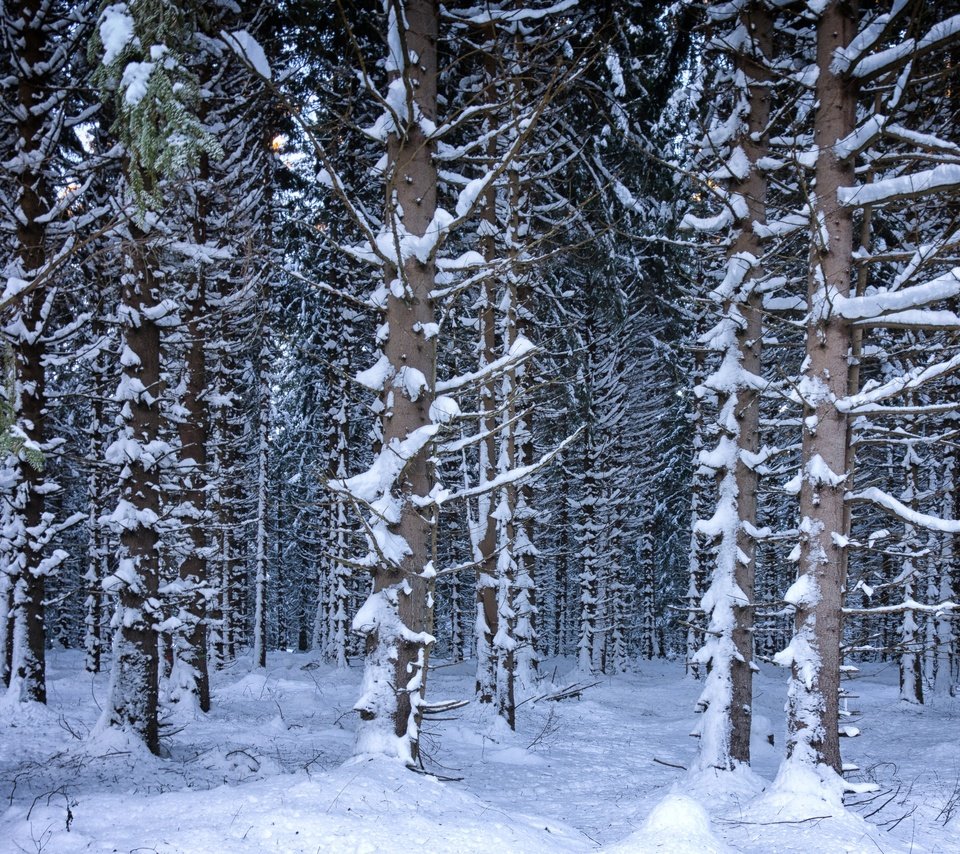 Обои деревья, снег, лес, зима, trees, snow, forest, winter разрешение 4686x3191 Загрузить