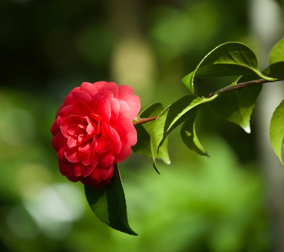 Обои ветка, листья, макро, фон, цветок, камелия, branch, leaves, macro, background, flower, camellia разрешение 2400x1479 Загрузить