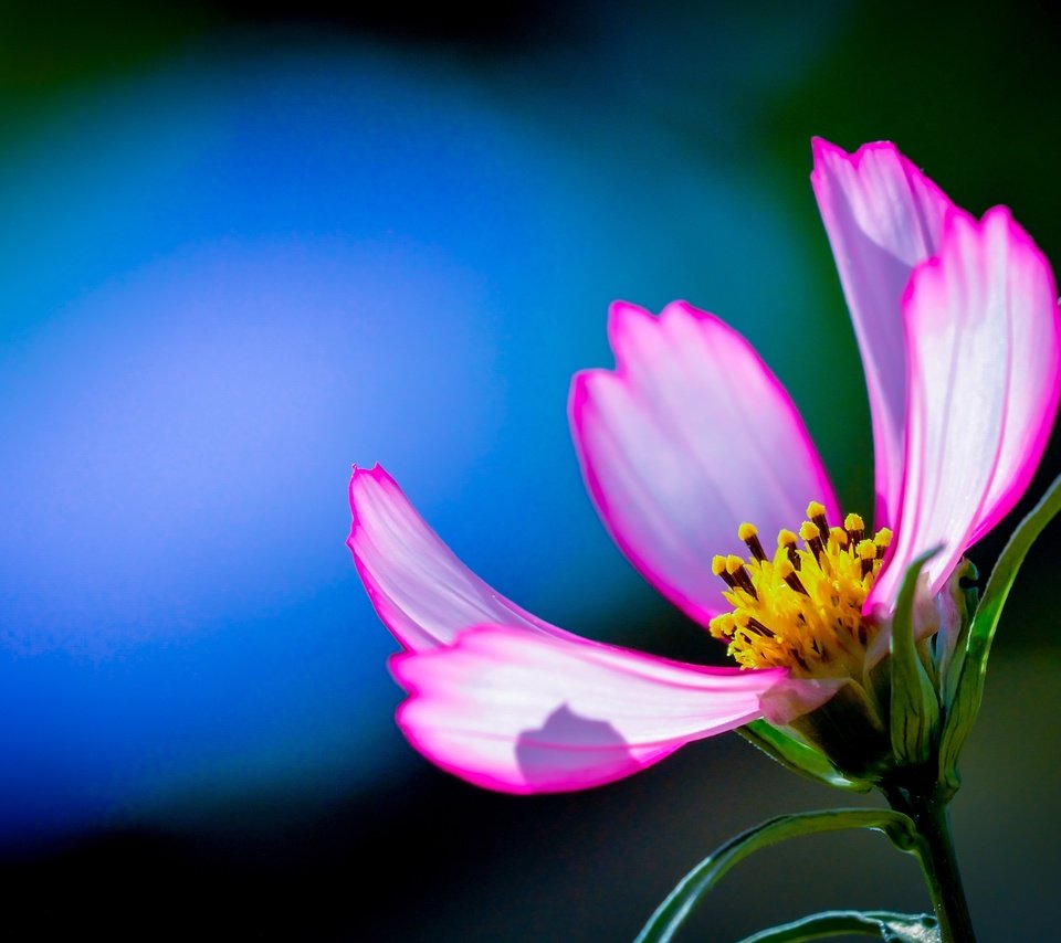 Обои макро, фон, цветок, лепестки, космея, macro, background, flower, petals, kosmeya разрешение 3872x2592 Загрузить