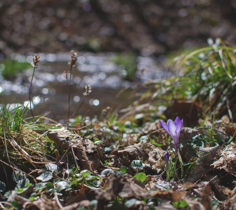 Обои трава, природа, цветок, весна, крокус, grass, nature, flower, spring, krokus разрешение 3000x2000 Загрузить