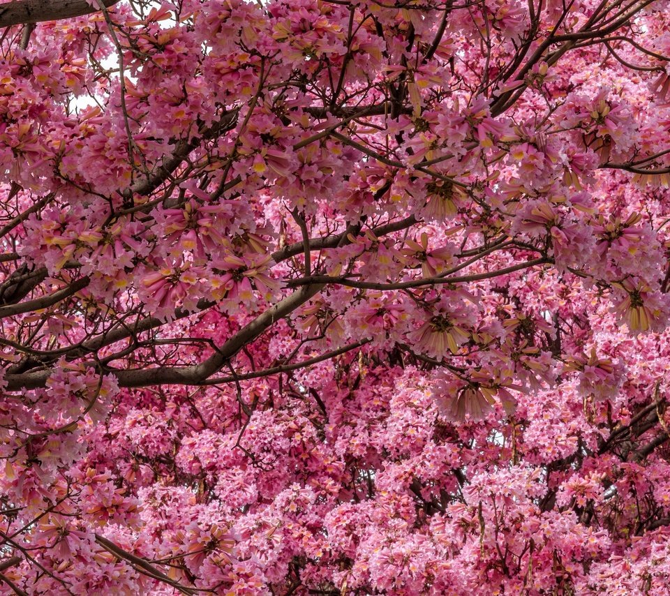 Обои дерево, цветение, сад, весна, сакура, tree, flowering, garden, spring, sakura разрешение 2048x1479 Загрузить