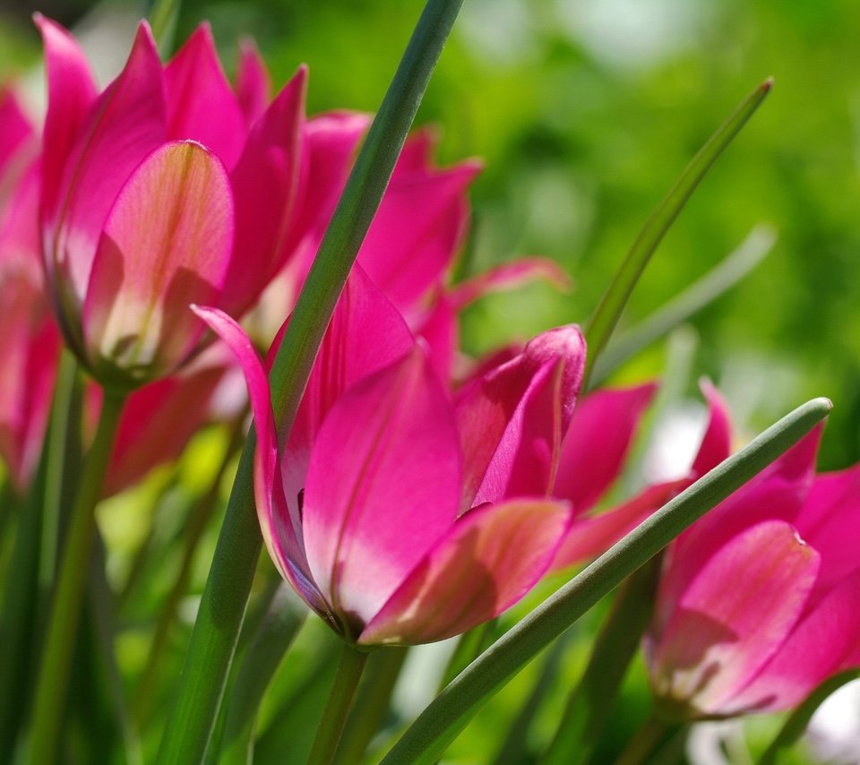 Обои цветы, макро, весна, тюльпаны, flowers, macro, spring, tulips разрешение 2232x1484 Загрузить