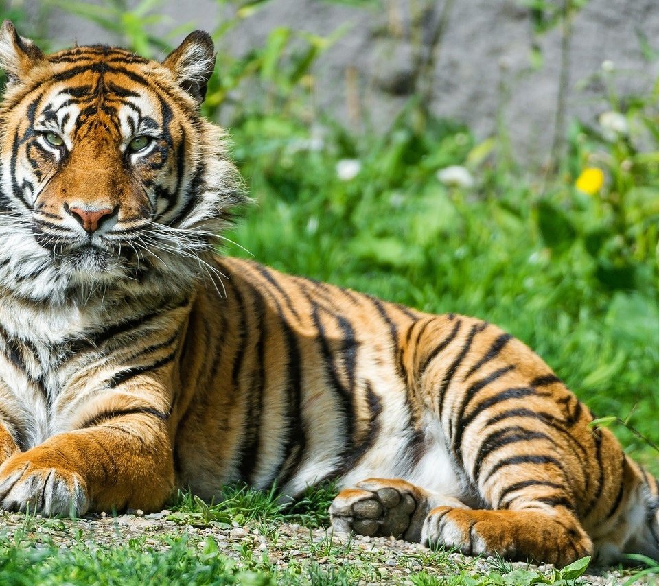 Обои тигр, трава, природа, животные, большая кошка, тигр.животные, tiger, grass, nature, animals, big cat, tiger.animals разрешение 1920x1080 Загрузить