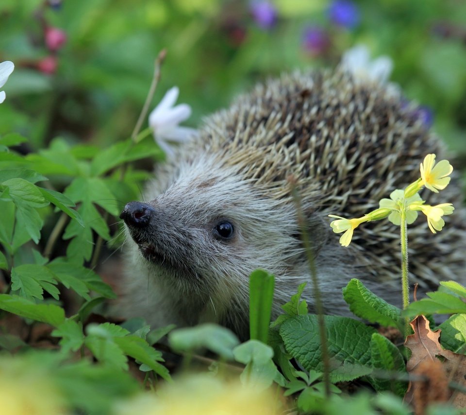 Обои цветы, трава, колючки, ежик, еж, носик, flowers, grass, barb, hedgehog, spout разрешение 2880x1800 Загрузить