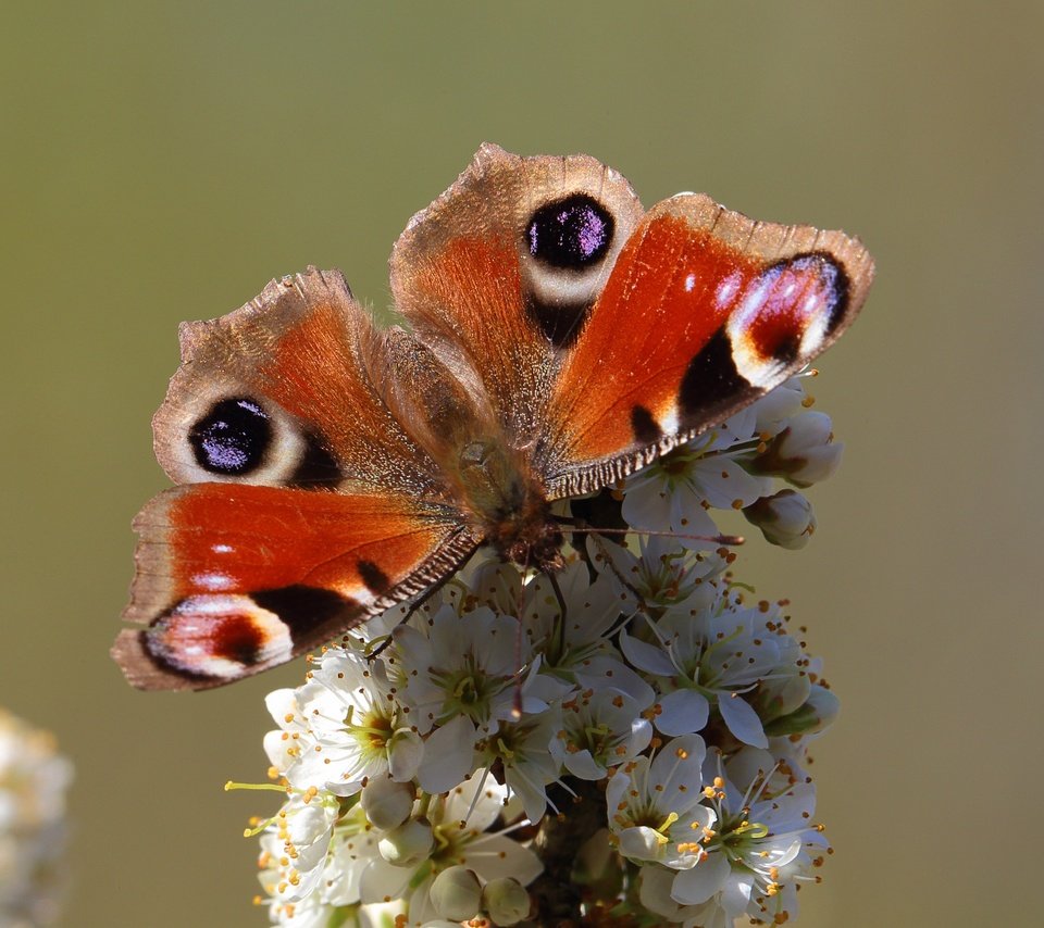 Обои насекомое, бабочка, животное, цветки, insect, butterfly, animal, flowers разрешение 4104x2767 Загрузить