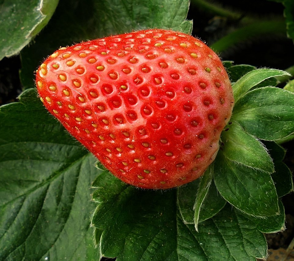 Обои листья, макро, ягода, клубника, leaves, macro, berry, strawberry разрешение 2048x1365 Загрузить