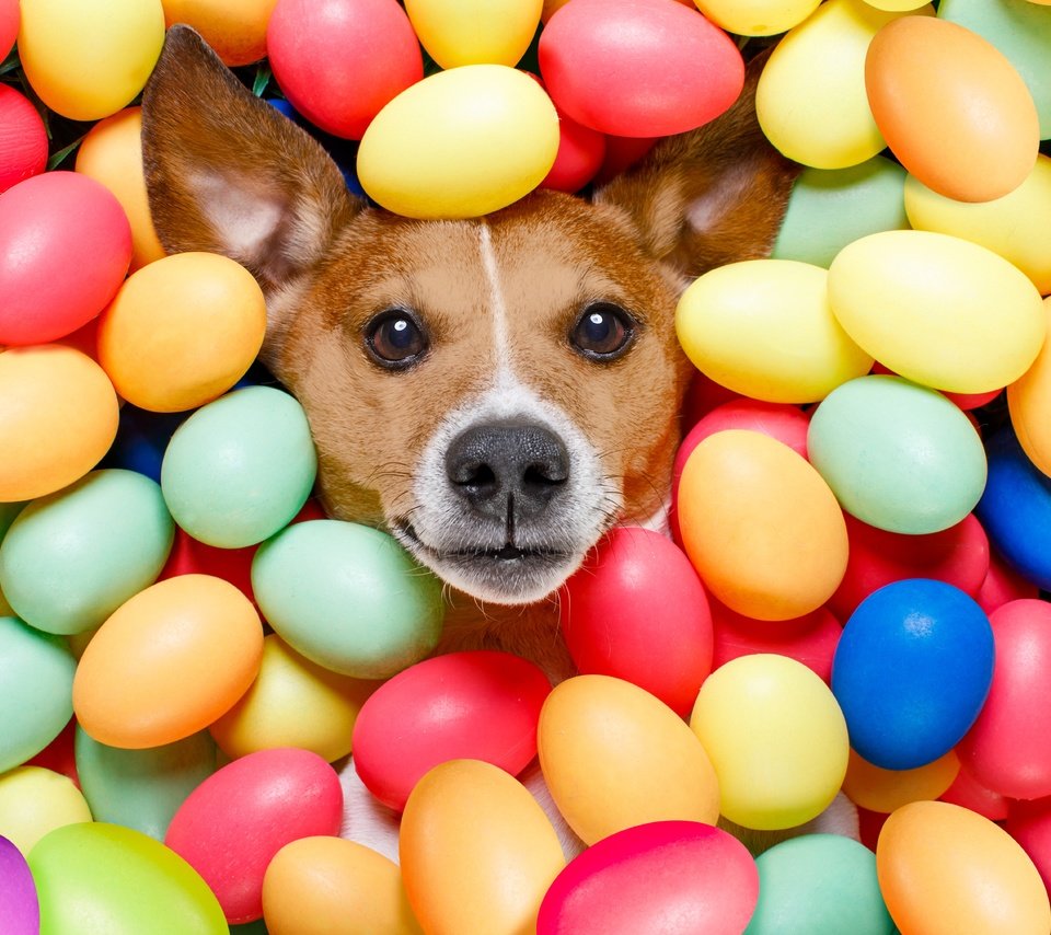 Обои собака, пасха, яйца, dog, easter, eggs разрешение 6720x4480 Загрузить