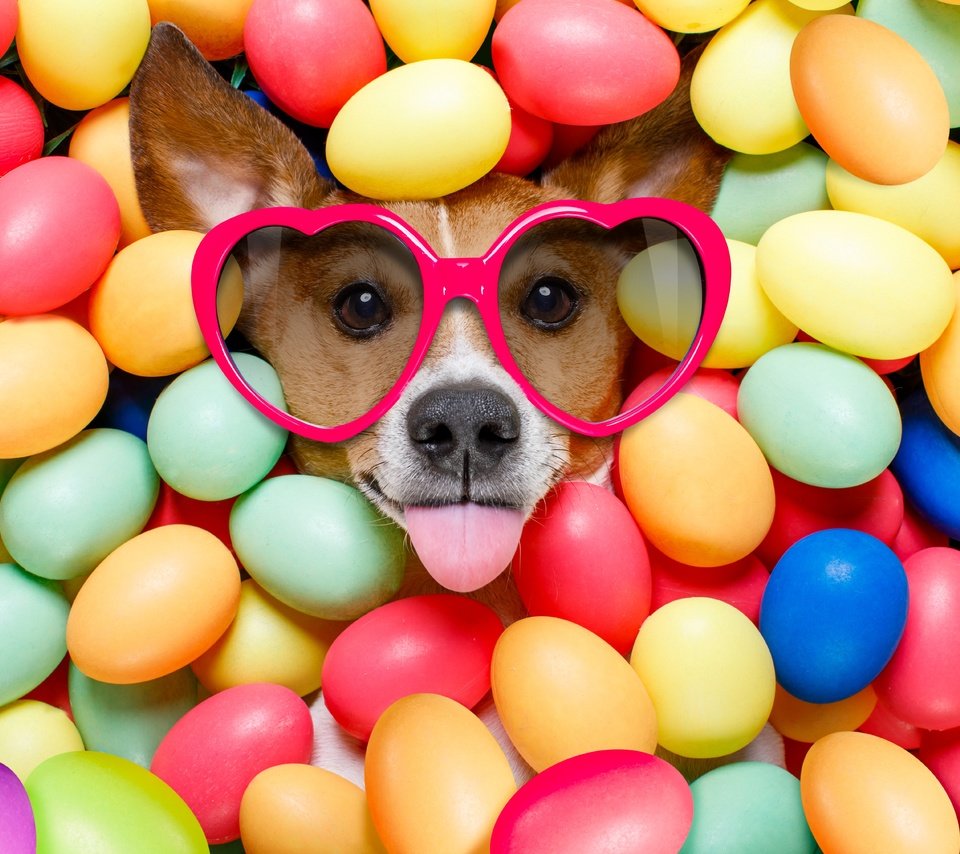 Обои очки, собака, пасха, язык, сердечки, яйца крашеные, glasses, dog, easter, language, hearts, the painted eggs разрешение 6720x4480 Загрузить