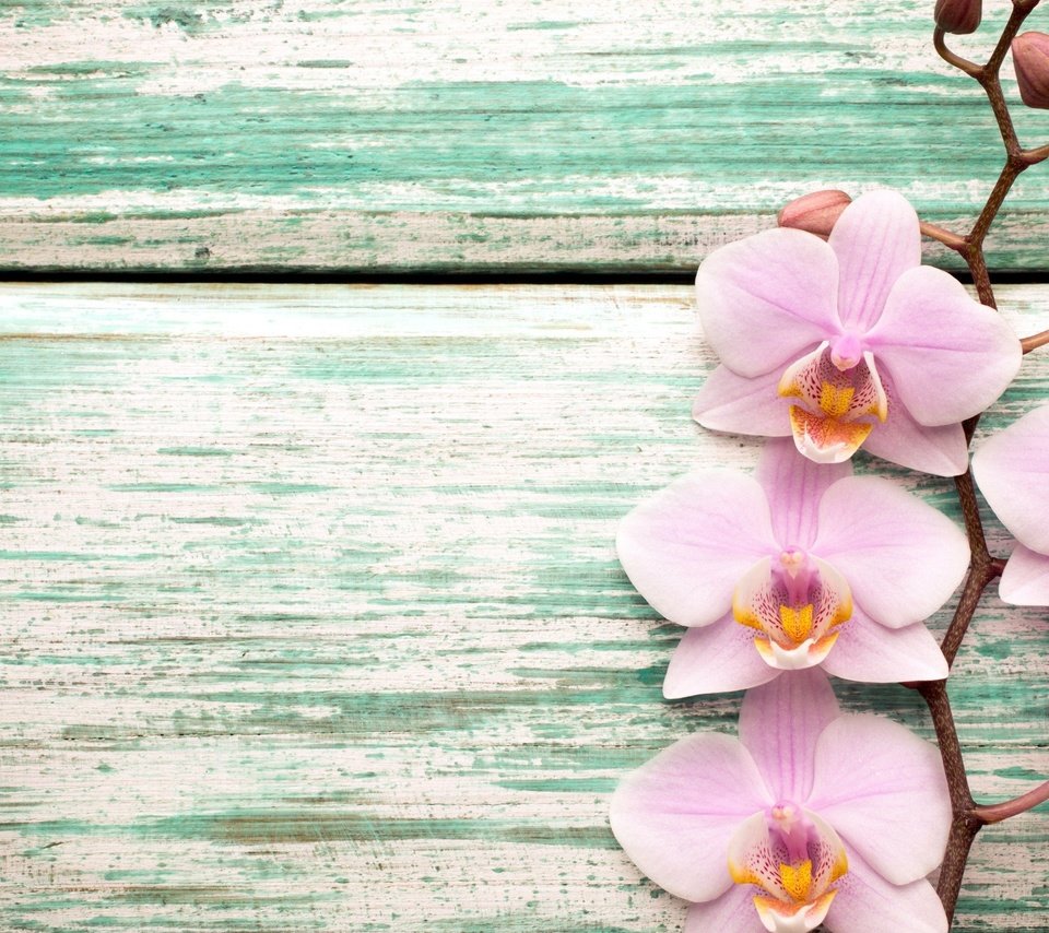 Обои цветы, розовые, экзотика, орхидеи, flowers, pink, exotic, orchids разрешение 2880x1745 Загрузить