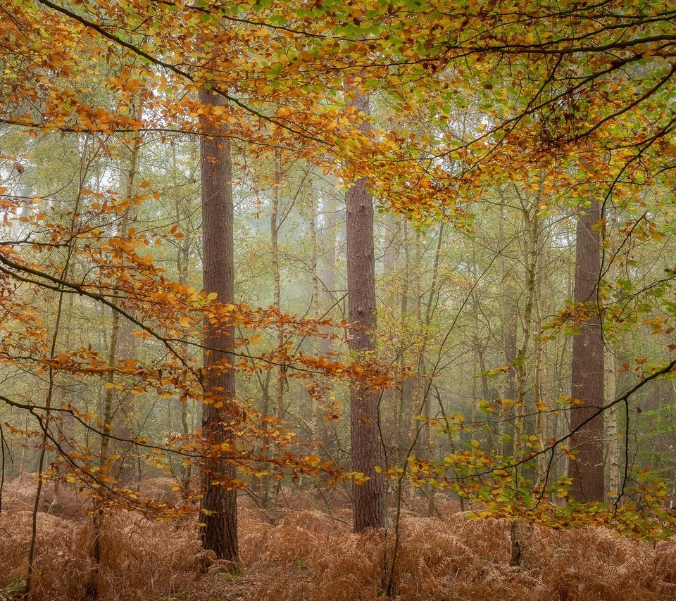 Обои деревья, лес, туман, осень, trees, forest, fog, autumn разрешение 2048x1200 Загрузить