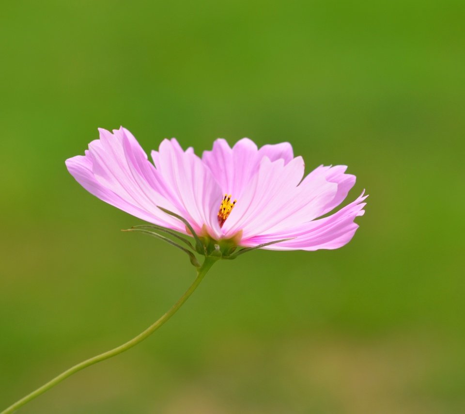 Обои цветок, розовый, боке, космея, flower, pink, bokeh, kosmeya разрешение 3202x2865 Загрузить