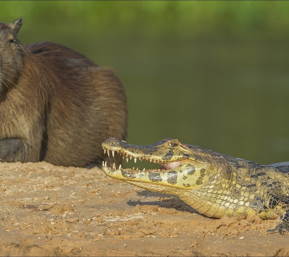 Обои крокодил, животно е, copybara, капибара, capybara, crocodile, animals, the capybara разрешение 1920x1080 Загрузить