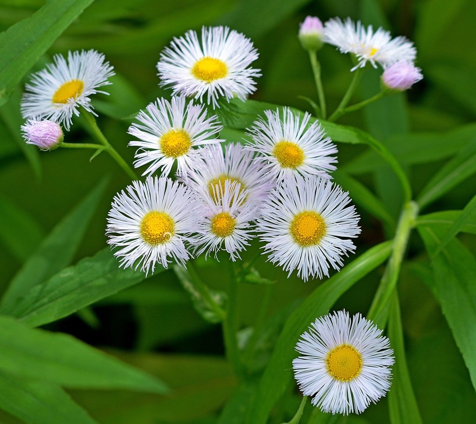 Обои цветы, лето, белые, маргаритки, flowers, summer, white, daisy разрешение 2838x2550 Загрузить