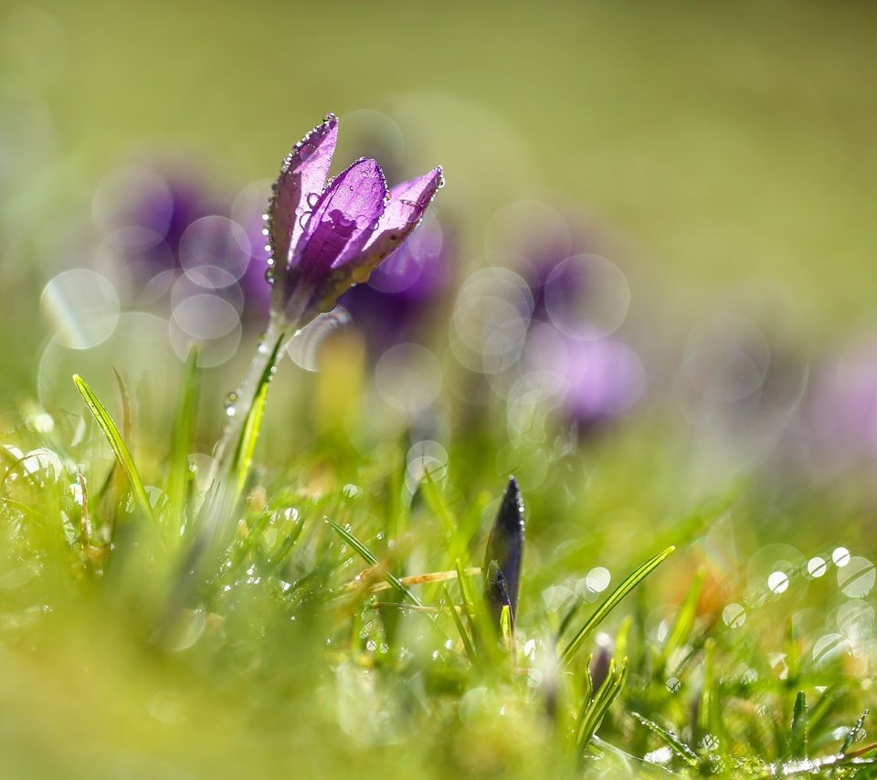 Обои цветы, трава, цветок, блики, весна, крокусы, крокус, боке, flowers, grass, flower, glare, spring, crocuses, krokus, bokeh разрешение 2048x1366 Загрузить