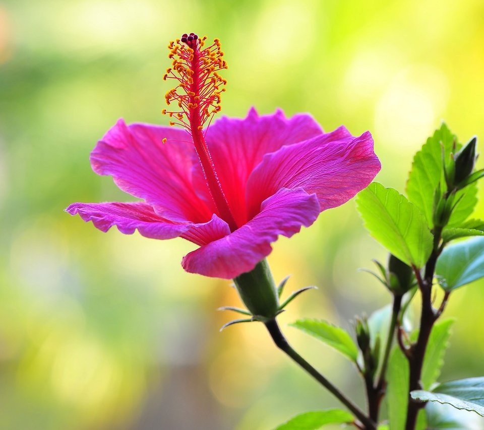 Обои макро, фон, цветок, гибискус, nick zadeh, macro, background, flower, hibiscus разрешение 2048x1362 Загрузить