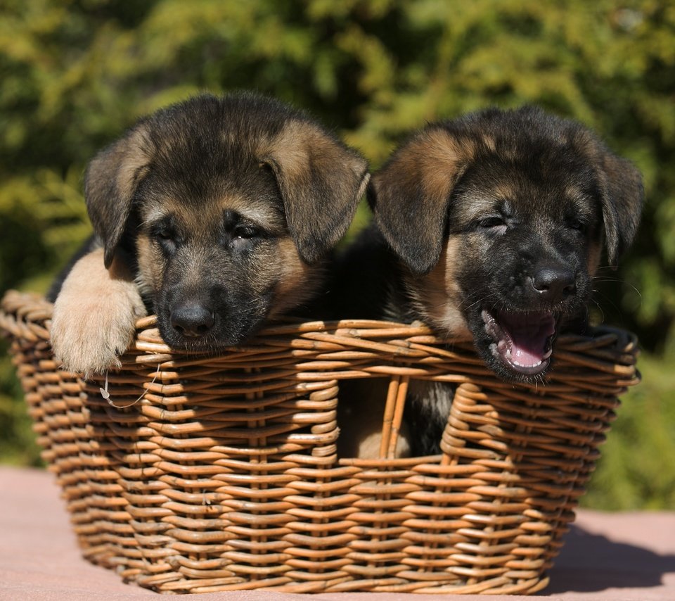 Обои природа, корзина, щенки, собаки, немецкая овчарка, овчарка, nature, basket, puppies, dogs, german shepherd, shepherd разрешение 2400x1519 Загрузить