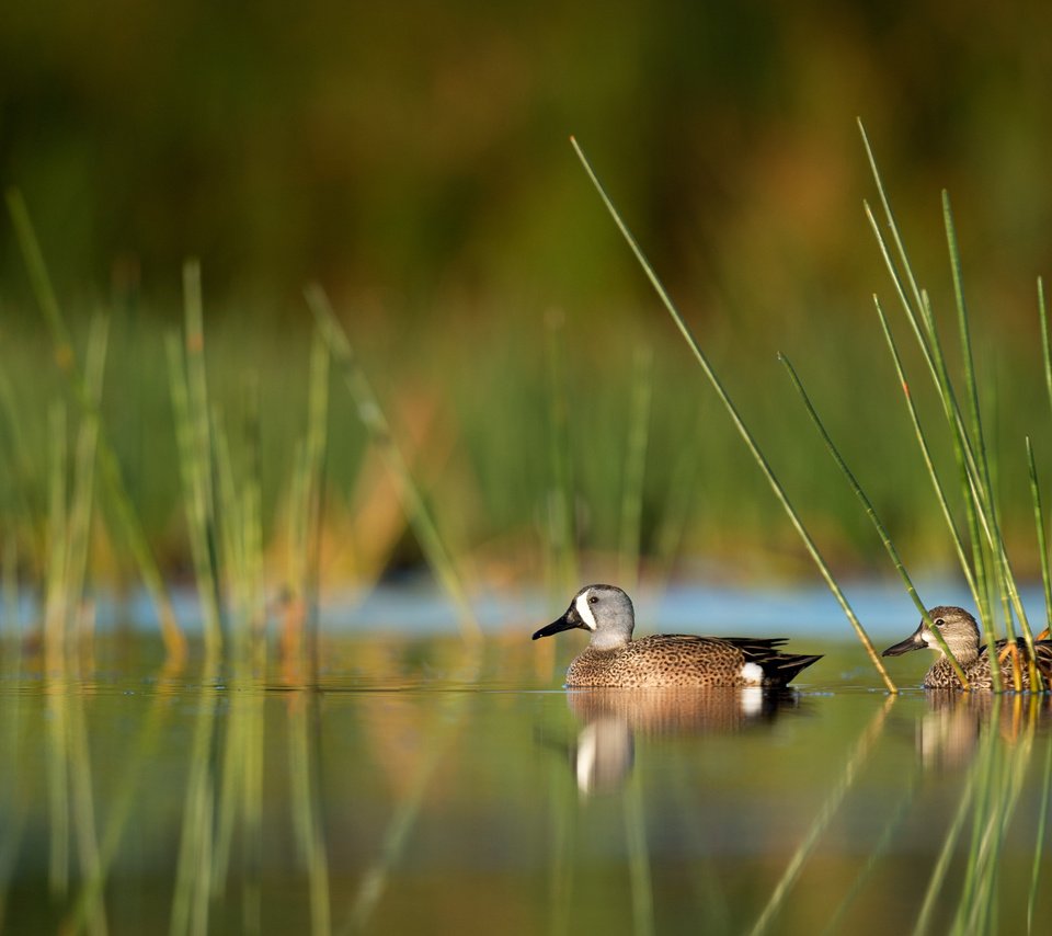 Обои вода, отражение, птицы, утки, ray hennessy, water, reflection, birds, duck разрешение 3310x2203 Загрузить