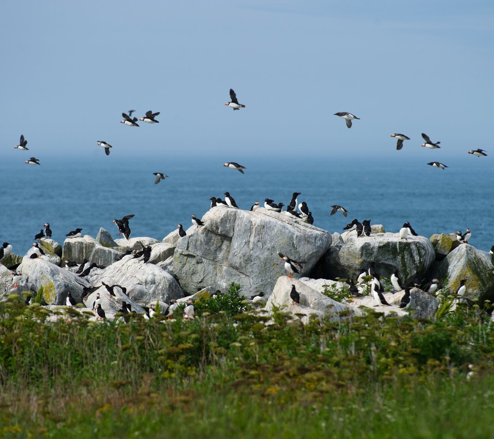 Обои небо, камни, море, птицы, ray hennessy, гагарка, the sky, stones, sea, birds, razorbill разрешение 4029x2681 Загрузить