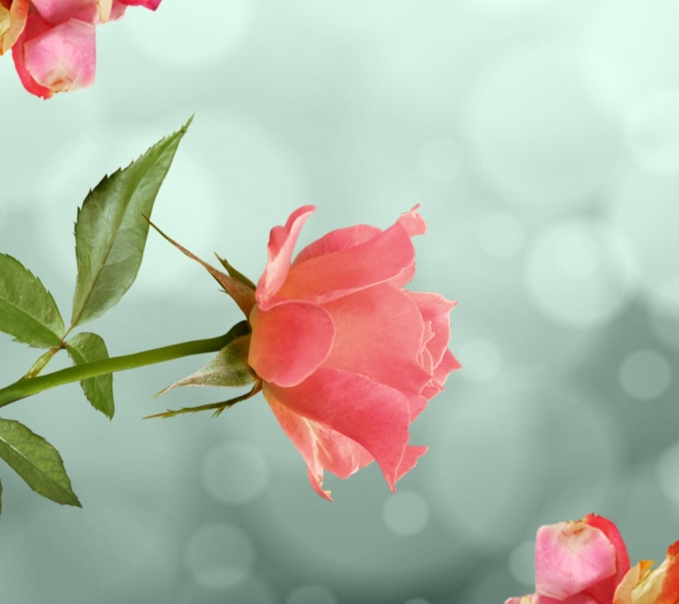 Обои цветок, роза, лепестки, нежность, flower, rose, petals, tenderness разрешение 1920x1080 Загрузить