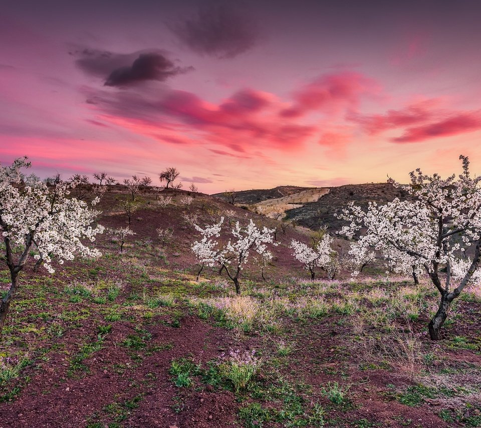 Обои небо, облака, деревья, закат, весна, the sky, clouds, trees, sunset, spring разрешение 2048x1204 Загрузить