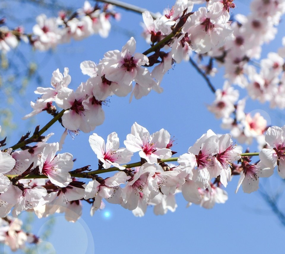 Обои небо, цветение, сад, весна, the sky, flowering, garden, spring разрешение 3438x1600 Загрузить