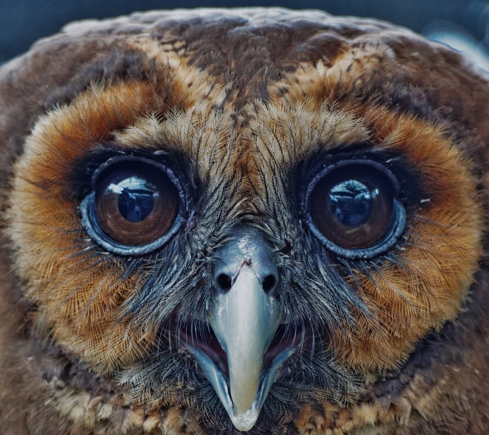 Обои глаза, сова, птица, клюв, перья, eyes, owl, bird, beak, feathers разрешение 3369x3028 Загрузить