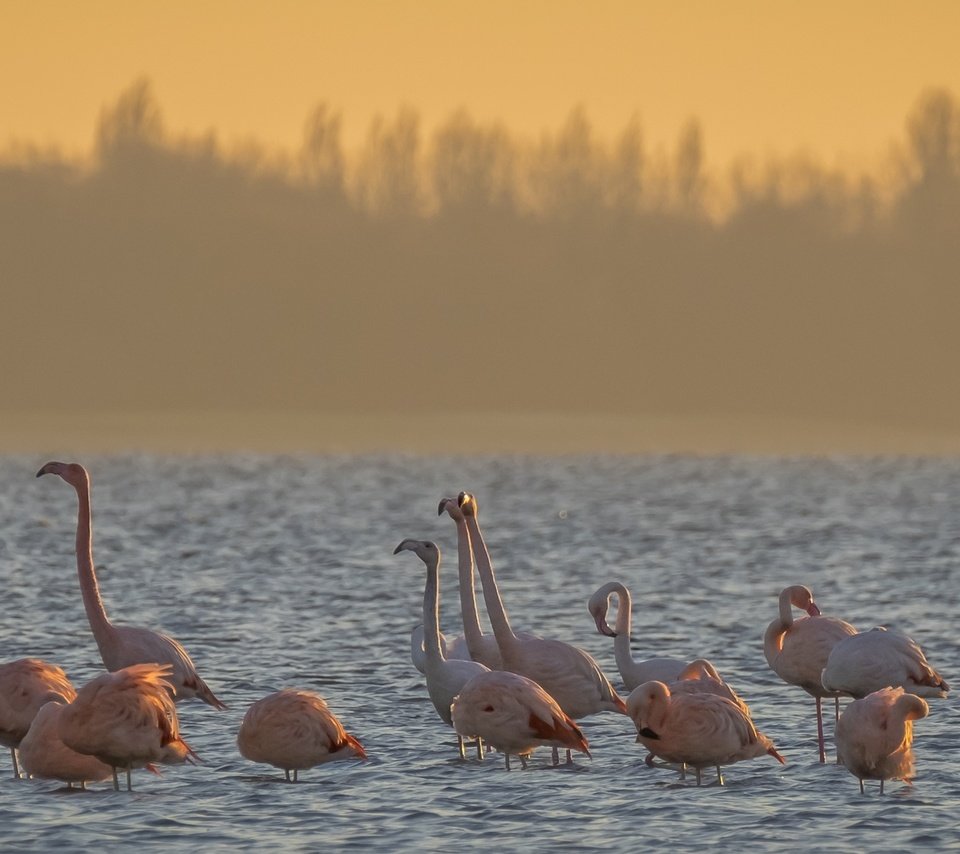 Обои вода, утро, фламинго, птицы, water, morning, flamingo, birds разрешение 2560x1080 Загрузить