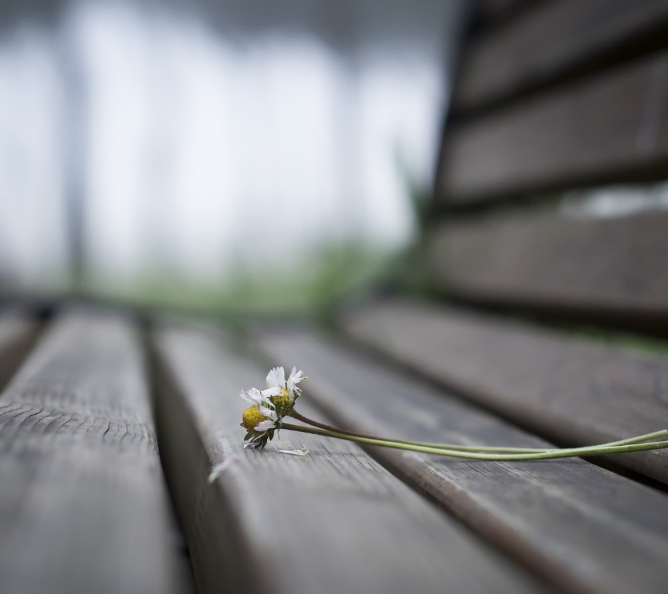 Обои цветы, фон, ромашки, скамья, flowers, background, chamomile, bench разрешение 2560x1707 Загрузить