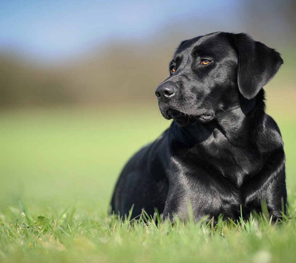 Обои трава, фон, черный, собака, лабрадор-ретривер, grass, background, black, dog, labrador retriever разрешение 5035x2832 Загрузить