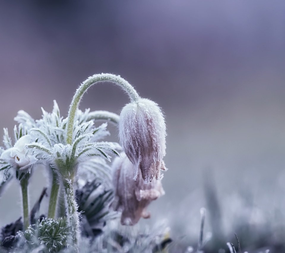 Обои цветы, природа, фон, весна, сон-трава, прострел, flowers, nature, background, spring, sleep-grass, cross разрешение 2048x1243 Загрузить