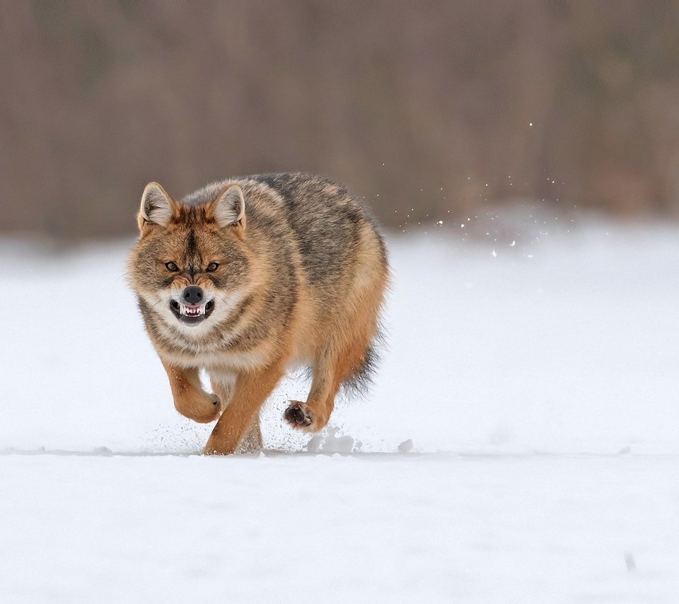 Обои снег, зима, хищник, оскал, бег, волк, snow, winter, predator, grin, running, wolf разрешение 2000x1340 Загрузить