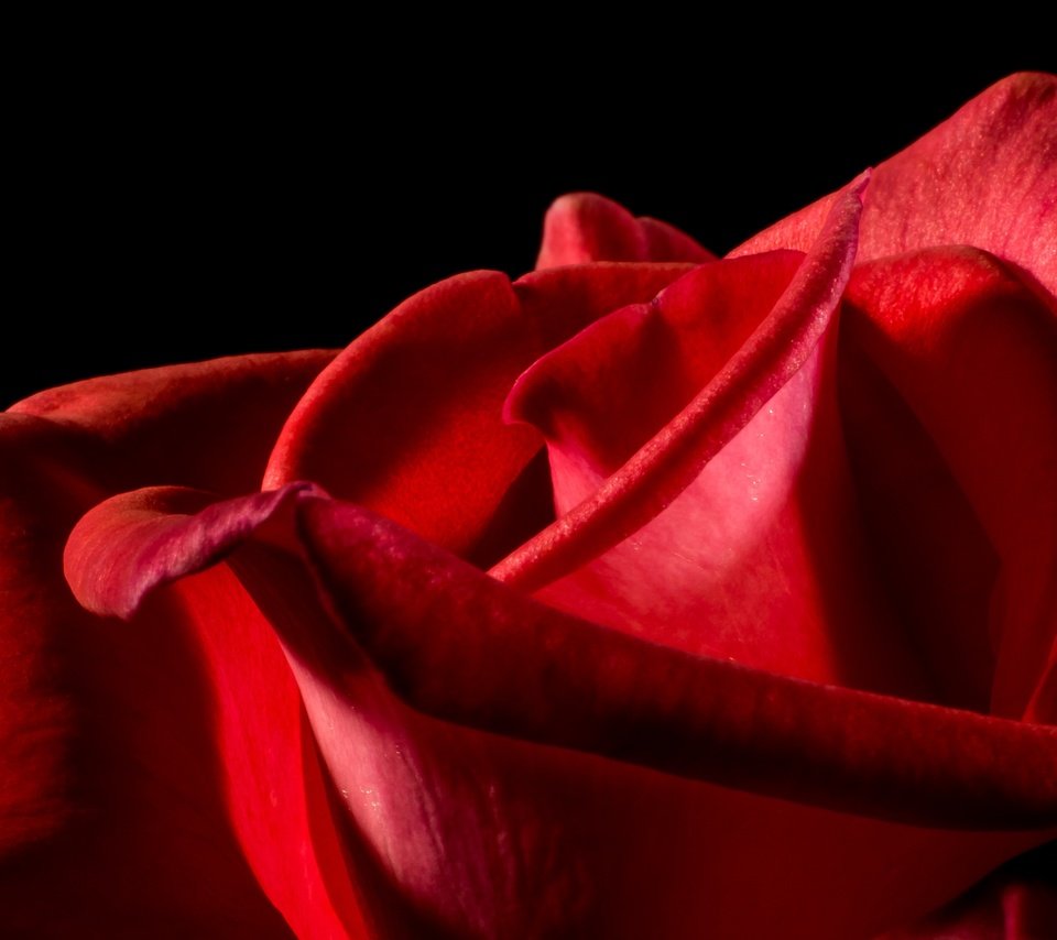 Обои макро, цветок, роза, лепестки, красный, черный фон, macro, flower, rose, petals, red, black background разрешение 3954x2218 Загрузить