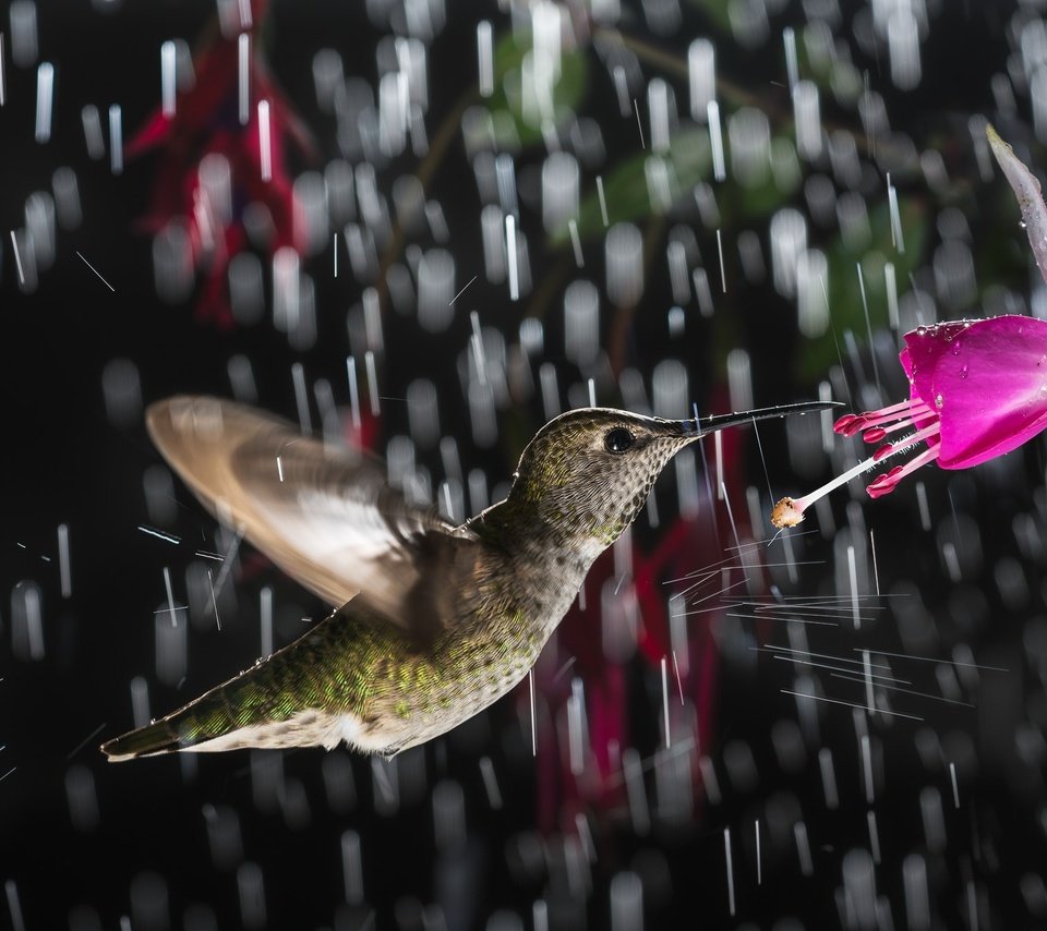 Обои цветок, птица, дождь, колибри, flower, bird, rain, hummingbird разрешение 2000x1334 Загрузить