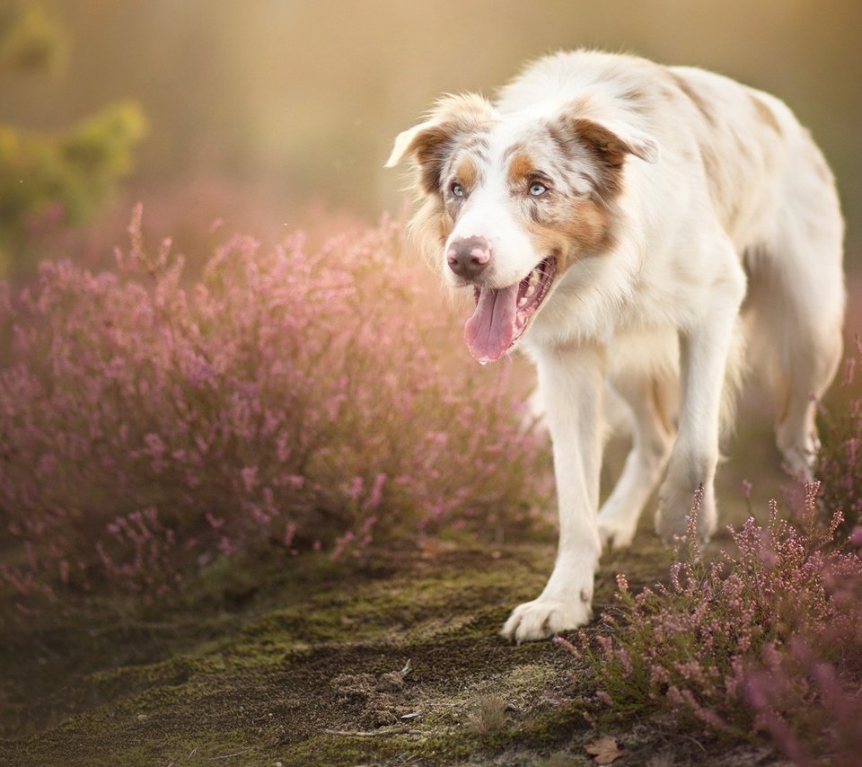 Обои цветы, собака, язык, австралийская овчарка, alicja zmysłowska, sorin, flowers, dog, language, australian shepherd разрешение 1999x1264 Загрузить