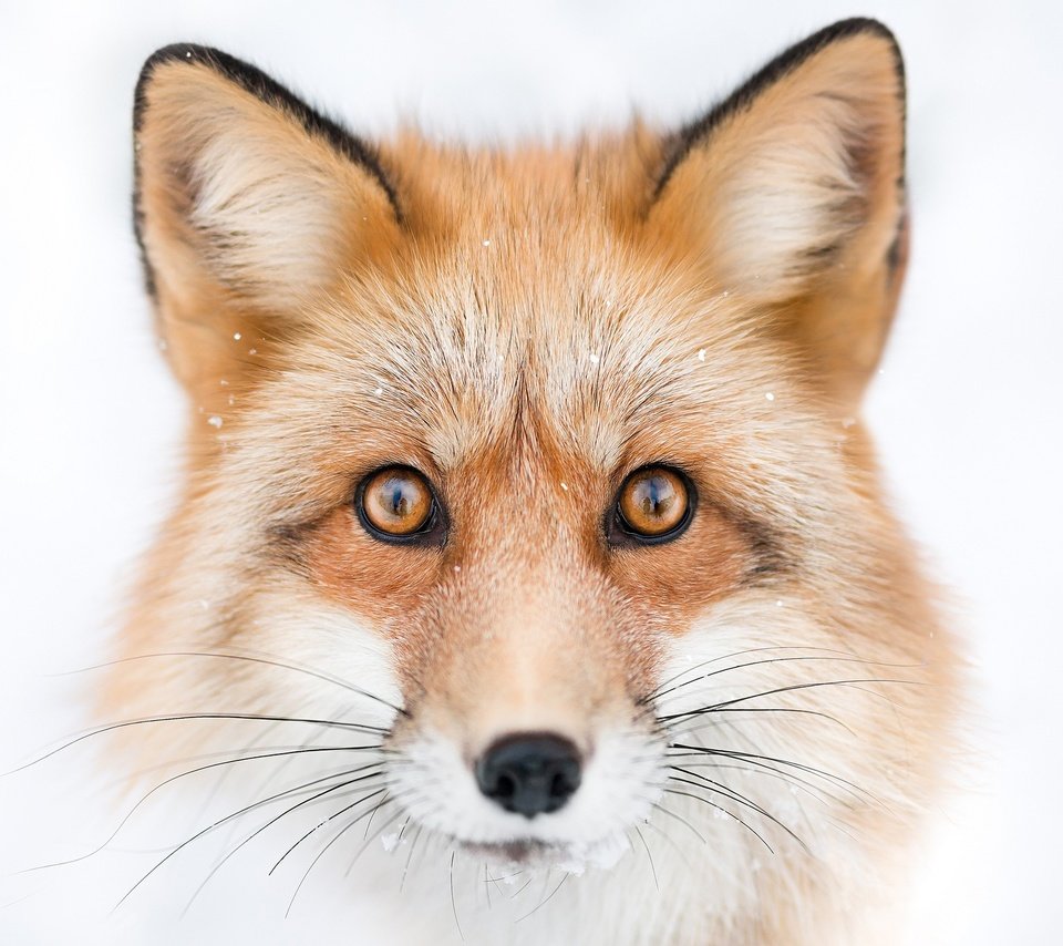 Обои глаза, морда, взгляд, лиса, лисица, белый фон, животное, eyes, face, look, fox, white background, animal разрешение 2048x1365 Загрузить