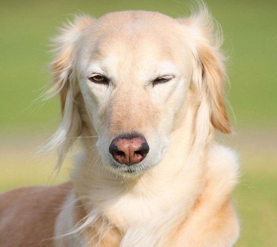 Обои глаза, собака, ветер, борзая, eyes, dog, the wind, greyhound разрешение 1920x1080 Загрузить