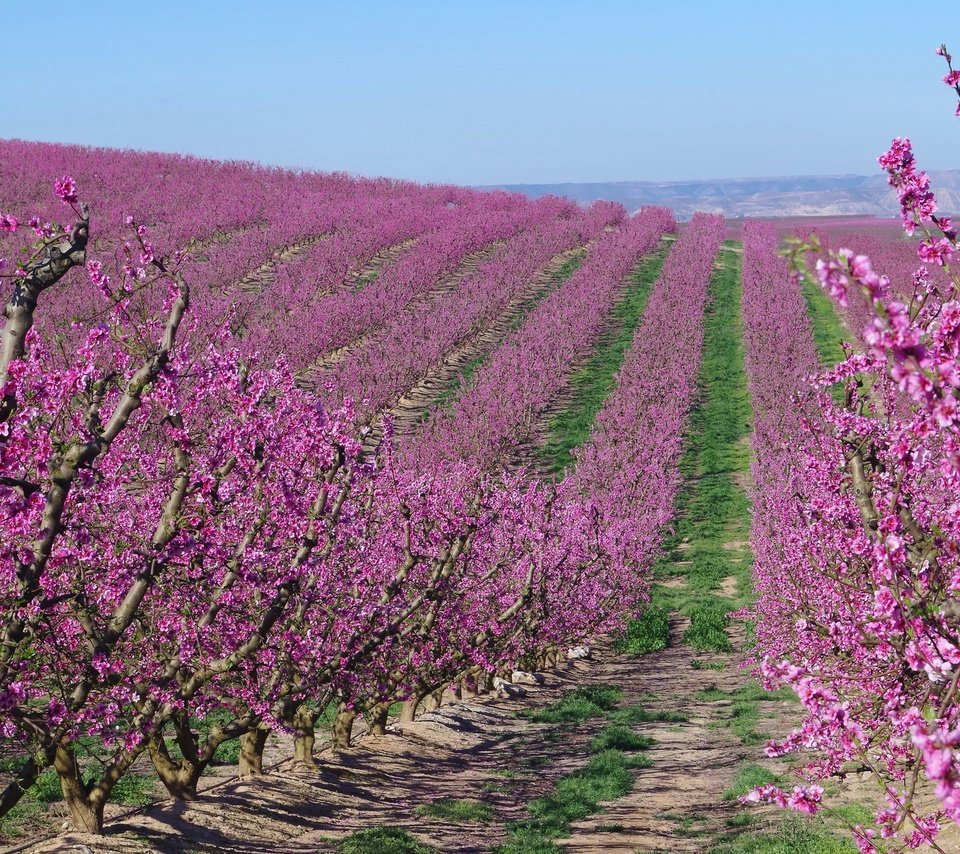 Обои цветение, сад, весна, испания, абрикосы, flowering, garden, spring, spain, apricots разрешение 2048x1229 Загрузить