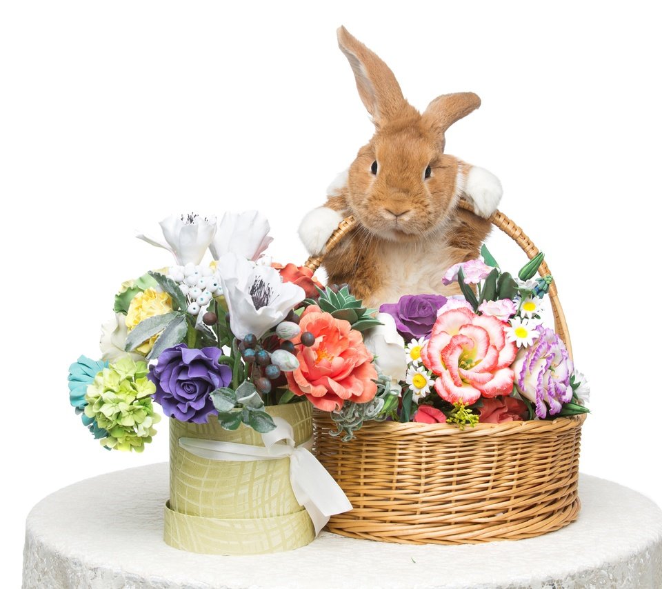 Обои цветы, корзина, кролик, пасха, flowers, basket, rabbit, easter разрешение 5544x3696 Загрузить