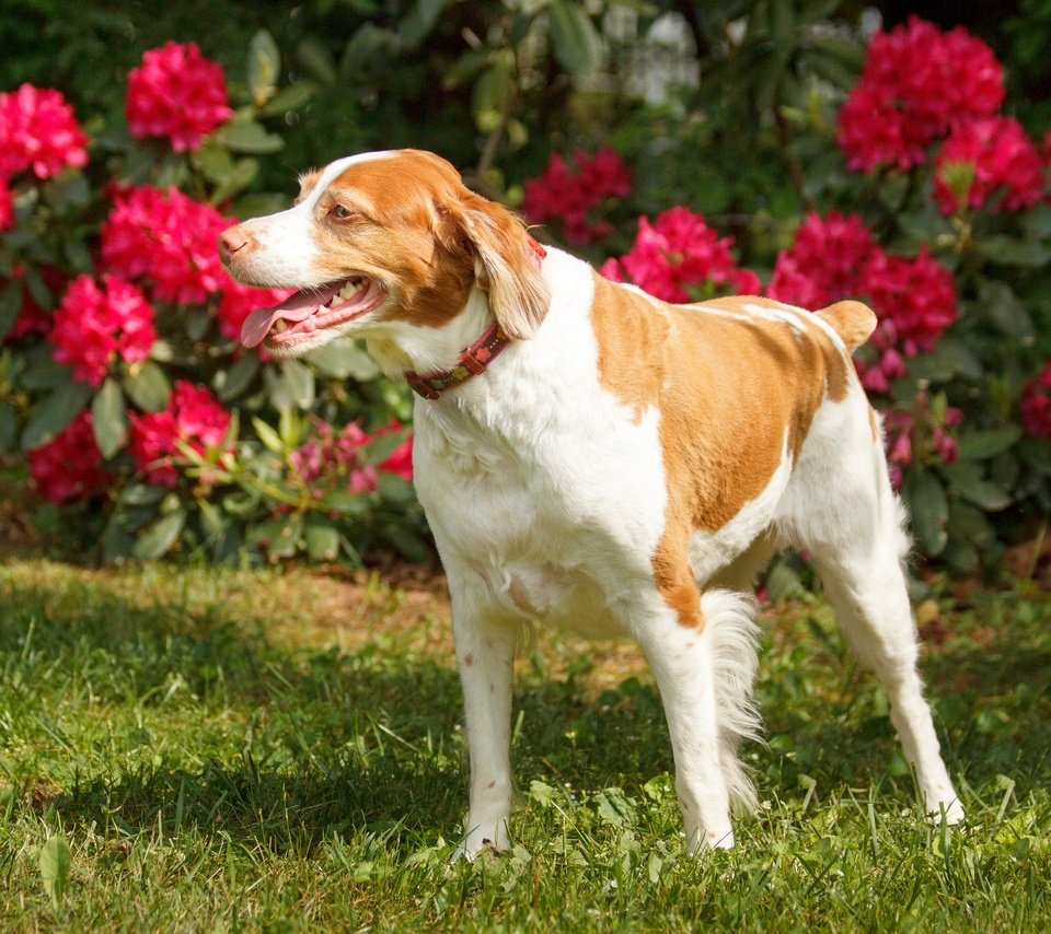 Обои цветы, трава, взгляд, собака, ошейник, лужайка, flowers, grass, look, dog, collar, lawn разрешение 2048x1365 Загрузить